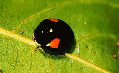 Adult Olla v-nigrum Casey, a lady beetle 