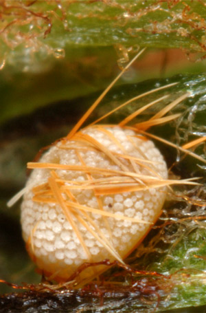 Eumaeus atala Poey eggs with aposematic scales from anal tuft of female. 