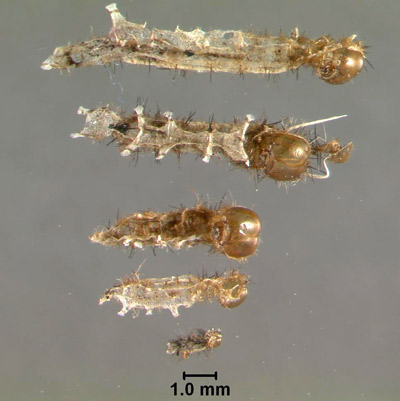 Eumaeus atala Poey exuviae of progressive larval instars for size comparison. 