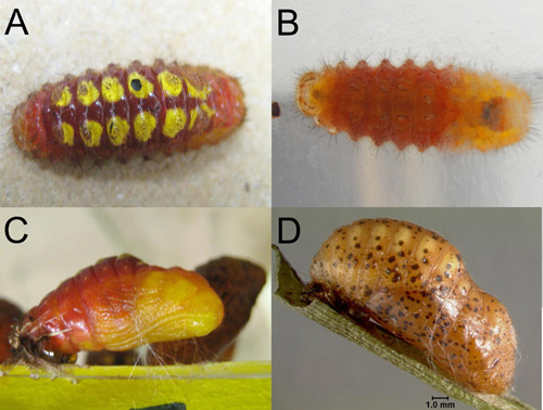 Eumaeus atala Poey progression from prepupa to pupa. A) & B) Pre-pupa, C) Newly-molted pupa, D) More mature pupa that has not yet darkened completely.