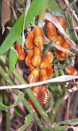Eumaeus atala Poey, cluster of newly formed pupae.