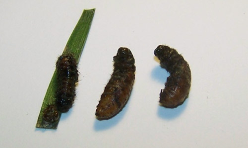 Abnormally formed Eumaeus atala Poey pupae. The black color is due to secondary bacterial growth.