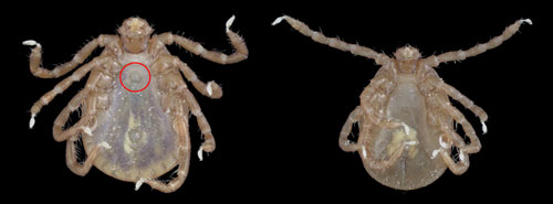 Asian longhorned tick, Haemaphysalis longicornis Neumann, female (left) and nymph (right) on ventral view. Note the genital pore (red circle) on females. Photograph by Lyle Buss, University of Florida.
