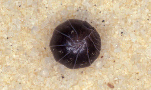 Pillbug, Armadillidium vulgare (Latreille), rolled into a ball.