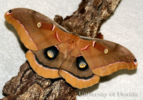 Adult male polyphemus moth
