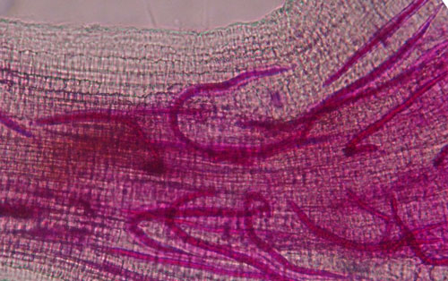 Second-stage juveniles (J2) of the grass root-knot nematode, Meloidogyne graminis Whitehead, inside of a bermudagrass root. Nematodes have been stained red for observation. The J2 have entered the root and are initiating their feeding sites. Photograph by Nick Sikora, University of Florida.