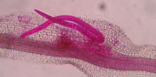 Adult male grass root-knot nematode, Meloidogyne graminis Whitehead, exiting a bermudagrass root. Males are worm-shaped and mobile. The nematode has been stained red for observation. Photograph by Nick Sikora, University of Florida.