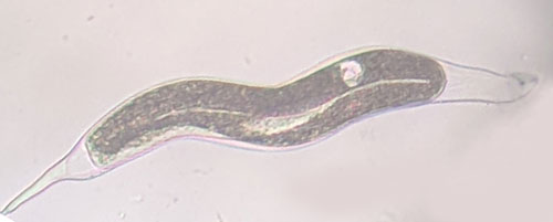 A forth-stage juvenile (J4) male of the grass root-knot nematode, Meloidogyne graminis Whitehead. The worm-shaped male can be seen developing inside of the J4 body. Photograph by William T. Crow, University of Florida.