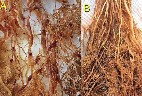 On rice roots (A) female grass root-knot nematode, Meloidogyne graminis Whitehead, can be observed protruding from the roots and the egg masses are on the outside of the roots (nematode egg masses have been stained dark red for observation). On limpograss (B) female Meloidogyne graminis females and egg masses remain inside the roots and are difficult to observe. Photograph by Maria L. Mendes, University of Florida.