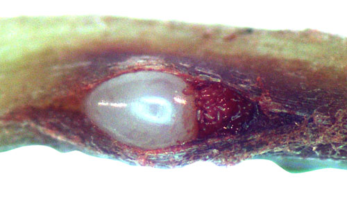 Limpograss root infected by the grass root-knot nematode, Meloidogyne graminis Whitehead. Microscopic observation of a crack in the root reveals a pearly-white female Meloidogyne graminis and her eggs (stained red) inside. Photographs by William T. Crow, and Maria L. Mendes, University of Florida.