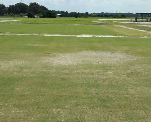 A bermudagrass field infested by the grass root-knot nematode, Meloidogyne graminis Whitehead, showing classic nematode symptoms, irregularly-shaped patches of declining grass. Photograph by William T. Crow, University of Florida.