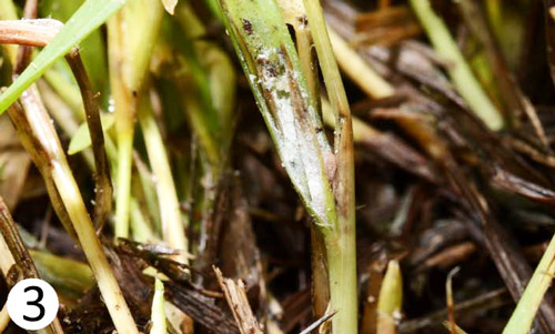 Wax residue of population of Tuttle mealybugs, Brevennia rehi, on blades of zoysia grass. 