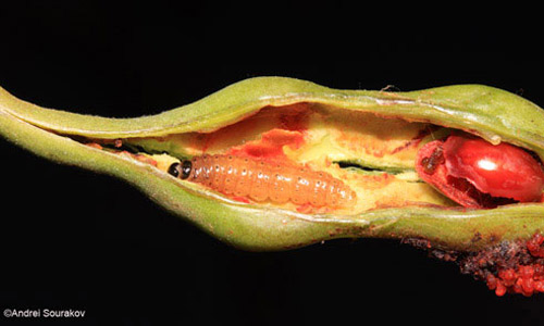Third instar larva of Terastia meticulosalis Guenée, Spring generation. 