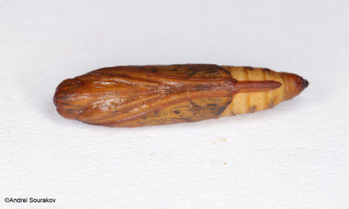 The pupa of Terastia meticulosalis Guenée, ventral view. 