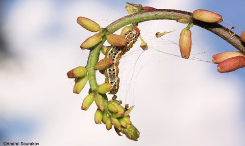 Mature larva, Spring generation, of Agathodes designalis Guenée feeding on the inflorescence of Erythrina herbacea. 