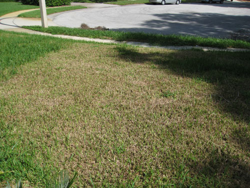 . St. Augustinegrass residential lawn damaged by tropical sod webworm 