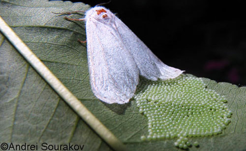 Adult female fall webworm, Hyphantria cunea (Drury), laying eggs. Usually there are 400-1000 eggs in a batch. Female died following oviposition, never moving from the leaf. 