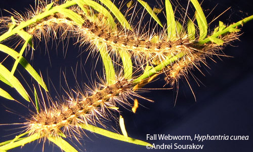 Fifth instar larvae of the fall webworm, Hyphantria cunea (Drury). 