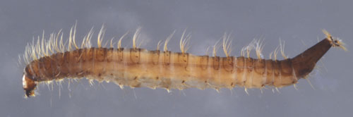 A Psychoda sp., drain fly larva. Photograph by Lyle J. Buss, University of Florida.