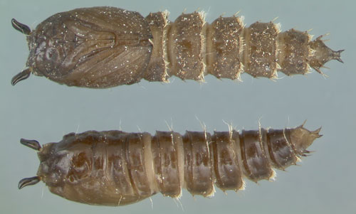 Psychoda sp., drain fly pupae, dorsal and ventral views. Photograph by Lyle J. Buss, University of Florida.