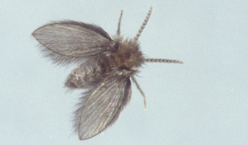 Adult drain fly, Psychoda sp. Photograph by Lyle J. Buss, University of Florida.