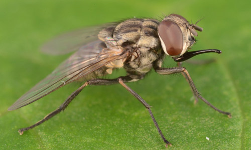 Stable fly, Stomoxys calcitrans (L.). Note the mouthparts projecting forward. 