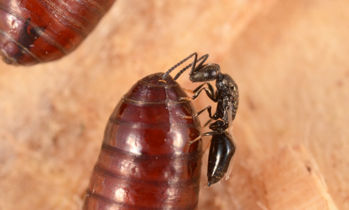 The parasitoid wasp, Spalangia cameroni Perkins (Hymenoptera: Pteromalidae) that targets stable fly, Stomoxys calcitrans (L.), pupae, shown with a fly pupa.