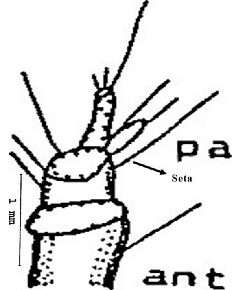 Figure 5. Antenna of the larva of a Gulf wireworm, Conoderus amplicollis (Gyllenhal) showing papilla (p), and seta. Drawing by Dakshina R. Seal, University of Florida.