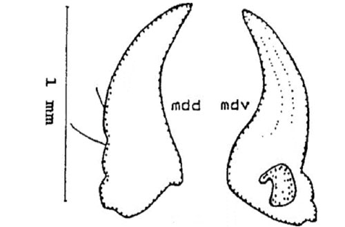 Figure 6. Mandible of the larva of a Gulf wireworm, Conoderus amplicollis (Gyllenhal) showing middorsal (mdd), and midventral (mdv) parts. Drawings by Dakshina R. Seal, University of Florida.