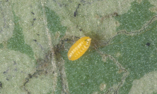 Pupa of the American serpentine leafminer, Liriomyza trifolii (Burgess), and mines in a squash (?) leaf. 