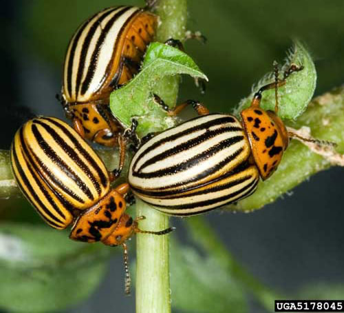 adult potato beetles