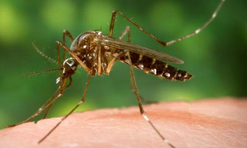 Adult Mosquito 116