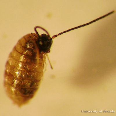 An adult Opius dissitus Muesebeck, an endoparasite of Liriomyza leafminers, emerging from the leafminer's pupa. 