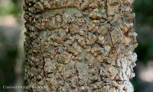 Heavily warty trunk of sugarberry, Celtis laevigata Willd., a host of the tawny emperor, Asterocampa clyton (Boisduval & Leconte). 