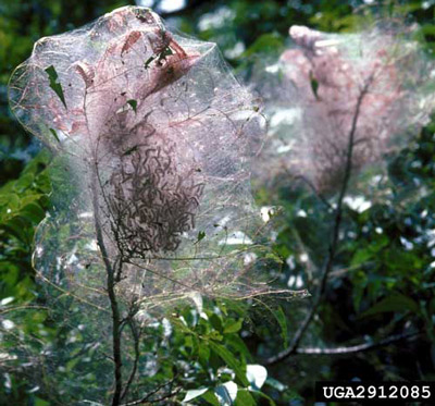 Fall webworm larvae, Hyphantria cunea (Drury), in protective webbing.