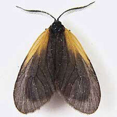 Adult orange patched smoky moth, Pyromorpha dimidiata Herrich-Schäffer. 