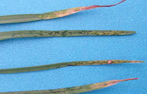 Greenbug, Schizaphis graminum (Rondani), damage symptoms on seashore paspalum turfgrass. Note small chlorotic spits surrounded by water soaked spots on both leaves. Reddish spots and necrotic tissue result after only four days of feeding. 