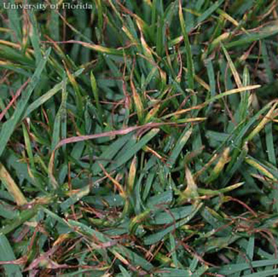 Damage symptoms from greenbug, Schizaphis graminum (Rondani), feeding on seashore paspalum turfgrass. Note yellow, red and dead leaf tips. Molted ‘skins' of aphids are visible as small white spots throughout this image. 