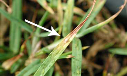 Greenbug, Schizaphis graminum (Rondani), aphid ‘mummy' (parasitized aphid) on seashore paspalum turfgrass. 
