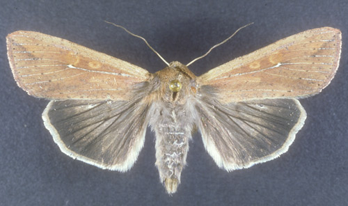 Adult armyworm, Pseudaletia unipuncta (Haworth). 