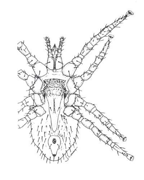 Ventral view of the tropical fowl mite