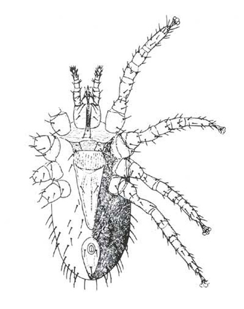 Ventral view of the northern fowl mite, Ornithonyssus sylviarum 