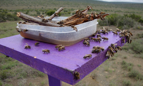 Cape honey bees, Apis mellifera capensis Escholtz, at a feeding station in South Africa. 