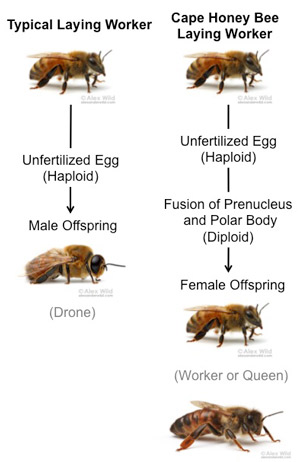 Diagram of thelytokous parthenogenesis in a Cape honey bee laying worker. The Cape honey bee laying worker can produce a pseudo-clone of herself by fusing the egg pronucleus with one of the polar bodies that resulted from meiosis to create diploid offspring from unfertilized eggs. 