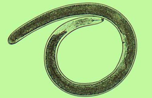 The adult lance nematode Hoplolaimus galeatus measures about 1.5 mm in length. 