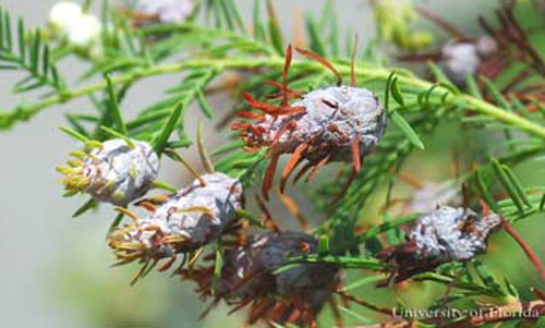 Damage caused by the cypress twig gall midge, Taxodiomyia cupressiananassa (Osten Sacken). 
