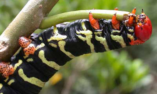 Close-up of Pseudosphinx tetrio (Linnaeus) larva feeding; Maricao Forest, Puerto Rico. 