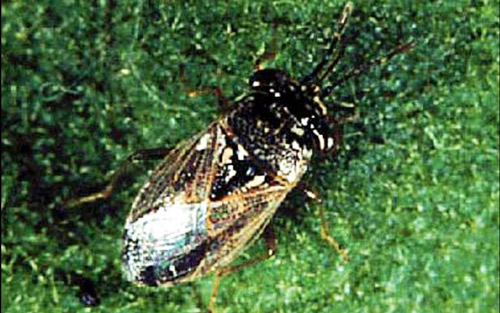 A bigeyed bug (Hemiptera: Lygaeidae: Geocorinae).