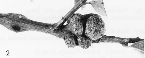 Young spine-bearing potato gall caused by the gall wasp Callirhytis quercusclaviger (Ashmead). 