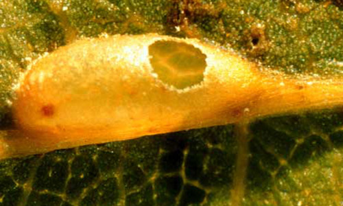 Adult emergence hole in a leaf vein gall of the gall wasp, Callirhytis cornigera (Osten Sacken). 